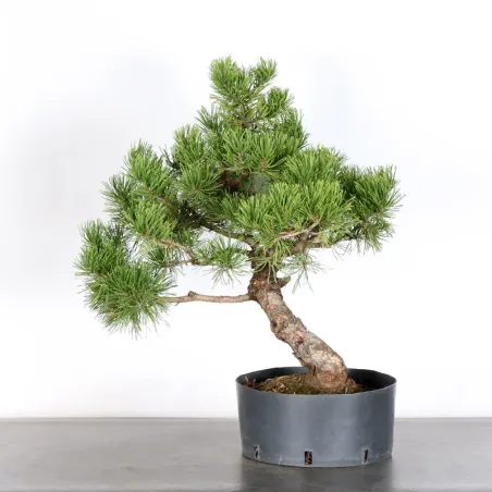 image supplémentaire - PREBONSAI PINUS MUGO 3-12
