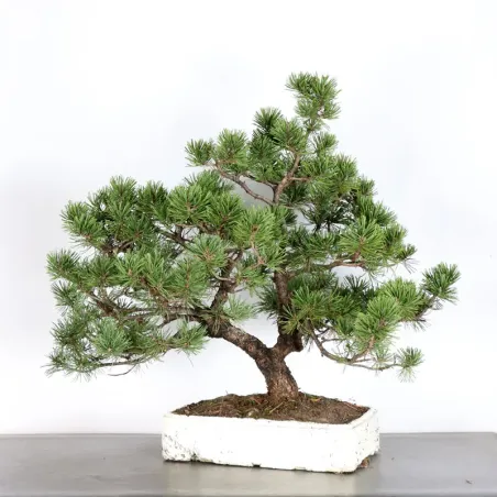 BONSAI PIN MUGO 3-13