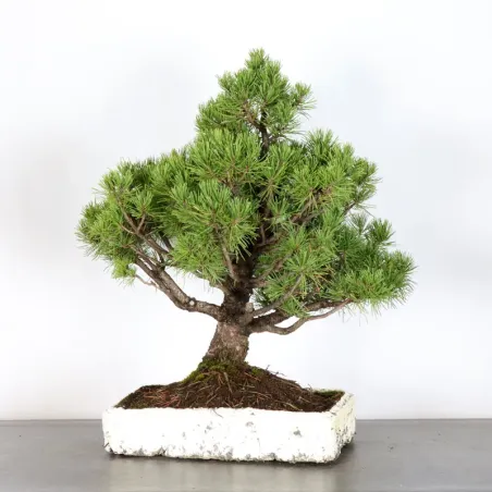 image supplémentaire - PREBONSAI PINUS MUGO 3-14