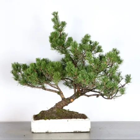 PREBONSAI PINUS MUGO 3-15