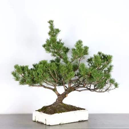 image supplémentaire - PREBONSAI PIN MUGO 3-15