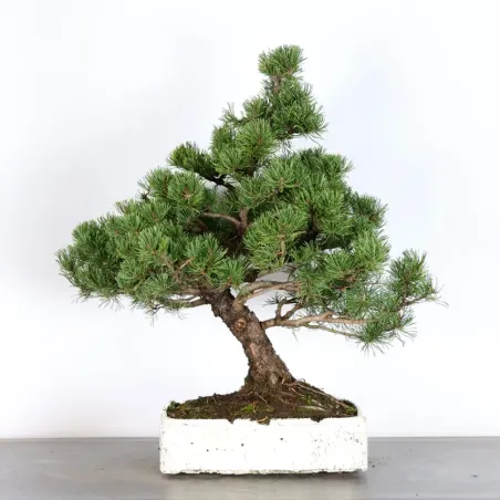 BONSAI PIN MUGO 3-16