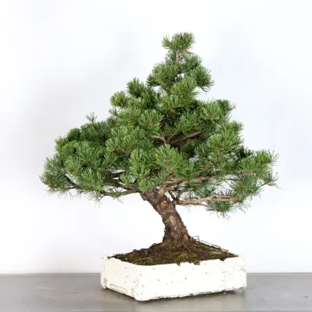image supplémentaire - BONSAI PIN MUGO 3-16