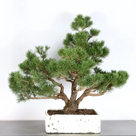 Pin mugo bonsai PM-4-1
