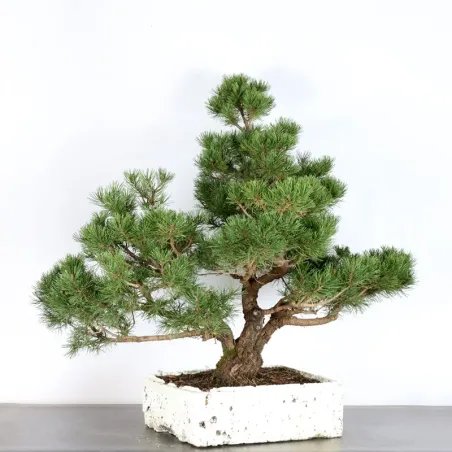 image supplémentaire - BONSAI PINUS MUGO 4-1