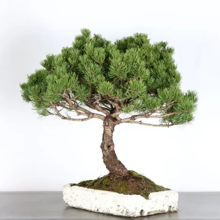 image supplémentaire - BONSAI PINUS MUGO 4-2