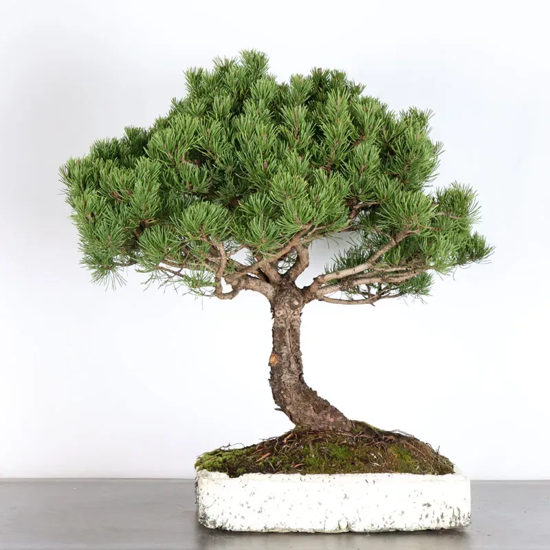 Mugo Bonsai Pine PM-4-2