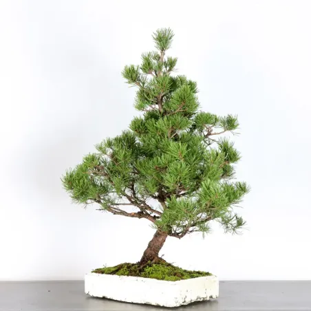 image supplémentaire - BONSAI PIN MUGO 4-3