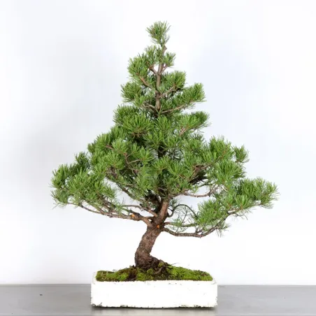 Pin mugo bonsai PM-4-3