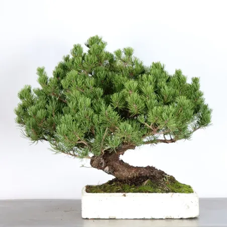 Pin mugo bonsai PM-4-4
