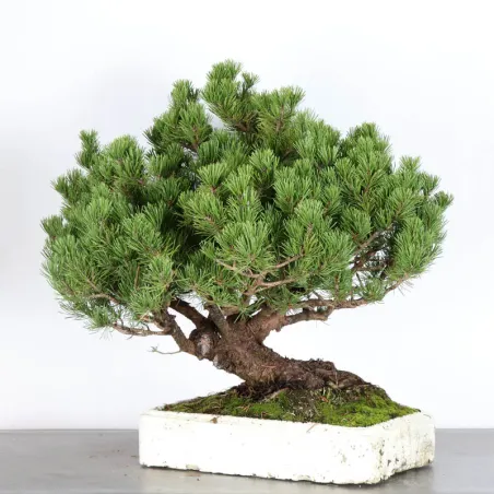 image supplémentaire - BONSAI PINUS MUGO 4-4