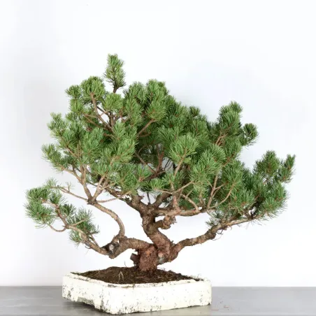 Pin mugo bonsai PM-4-5