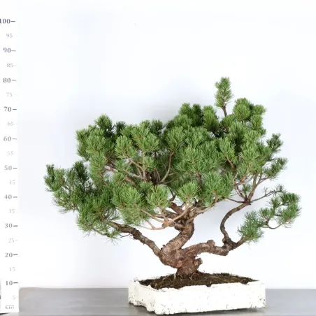 image supplémentaire - BONSAI PIN MUGO 4-5