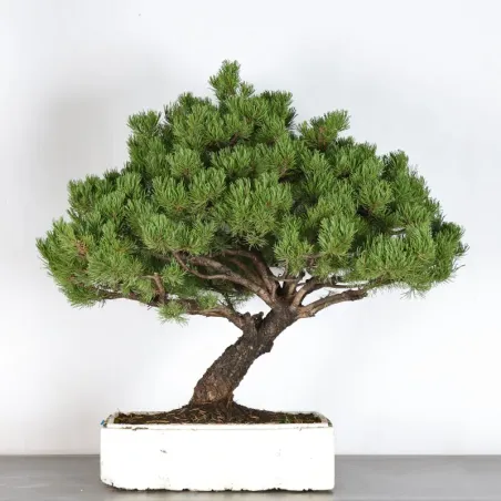 Pin mugo bonsai PM-4-6