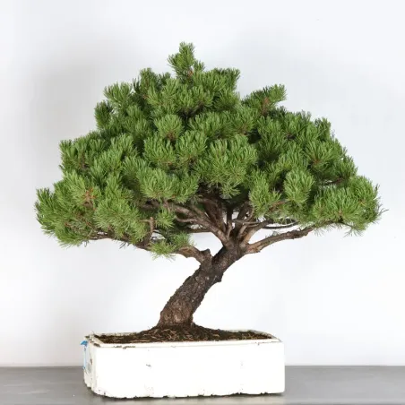 image supplémentaire - BONSAI PIN MUGO 4-6
