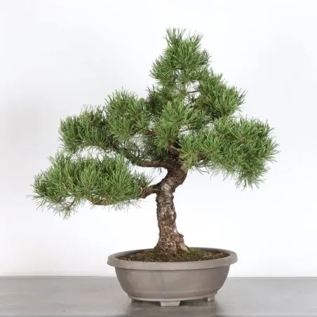 Mugo Bonsai Pine PM-4-7