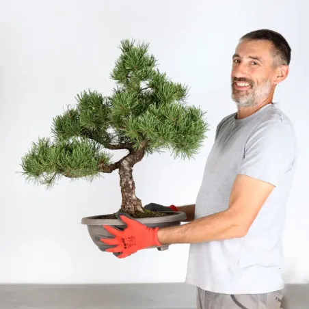 image supplémentaire - BONSAI PINUS MUGO 4-7