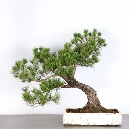 Pin mugo bonsai PM-4-8