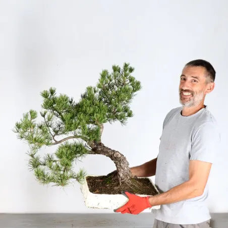 image supplémentaire - BONSAI PIN MUGO 4-8