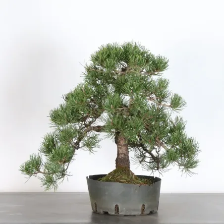 Mugo Bonsai Pine PM-4-9