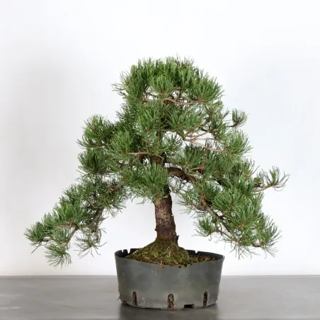 image supplémentaire - BONSAI PIN MUGO 4-9