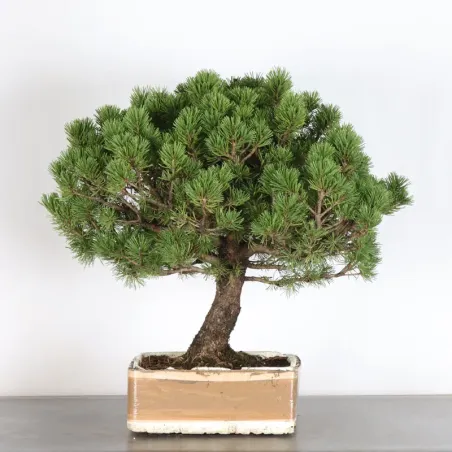 BONSAI PINUS MUGO 4-10