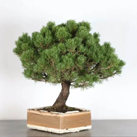 image supplémentaire - BONSAI PIN MUGO 4-10
