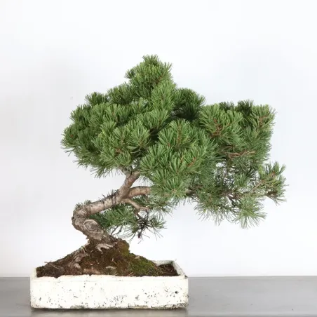 Pin mugo bonsai PM-4-11