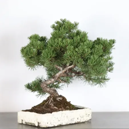 image supplémentaire - BONSAI PINUS MUGO 4-11