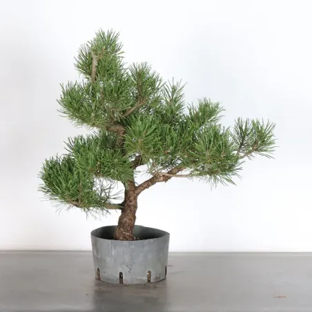 Prebonsai pin mugo n°5