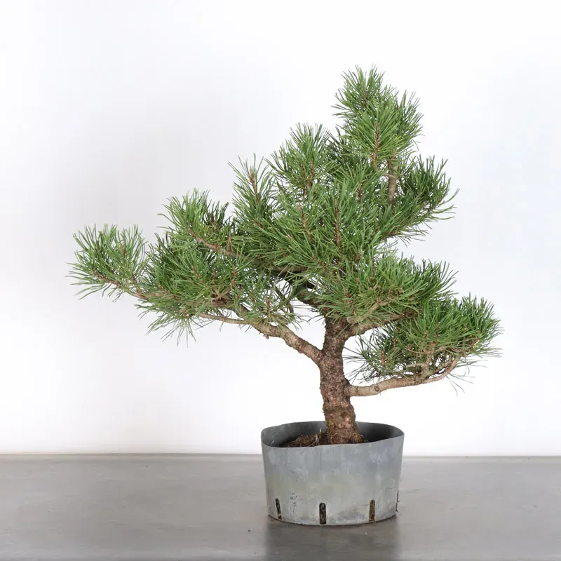 image supplémentaire - Prebonsai pin mugo n°5