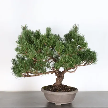 image supplémentaire - Prebonsai pin mugo n°6