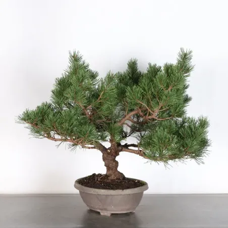 Prebonsai pin mugo n°6