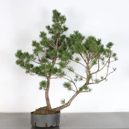 PREBONSAI PIN À CROCHETS "PINUS UNCINATA" n°7