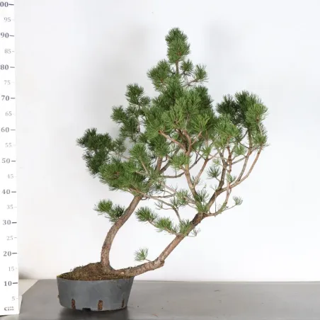 image supplémentaire - PREBONSAI PIN À CROCHETS...