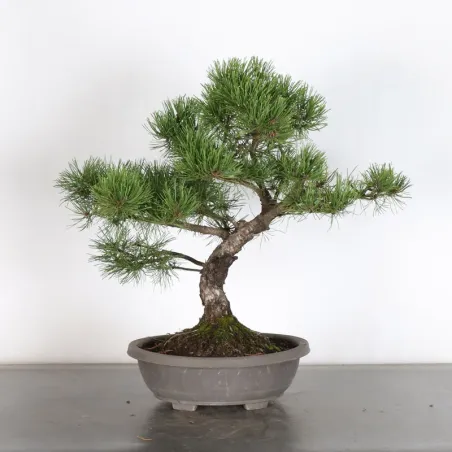 Prebonsai pin mugo n°8