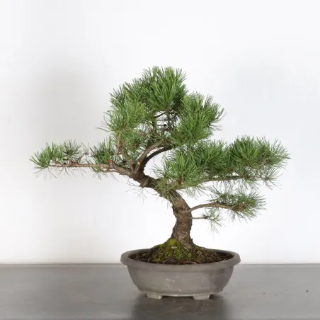 image supplémentaire - Prebonsai "pinus mugo" n°8
