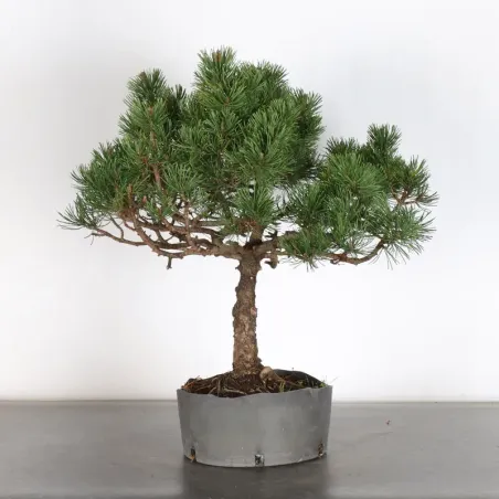 image supplémentaire - Prebonsai pin mugo n°9