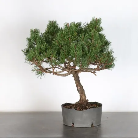 Prebonsai pin mugo n°9