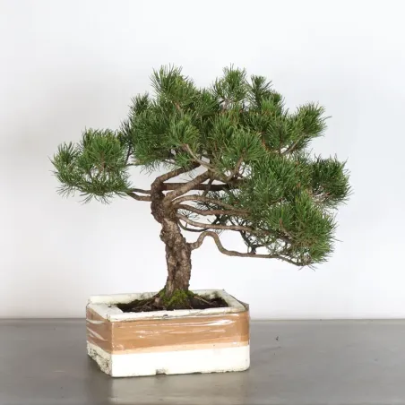 Prebonsai pin mugo n°10