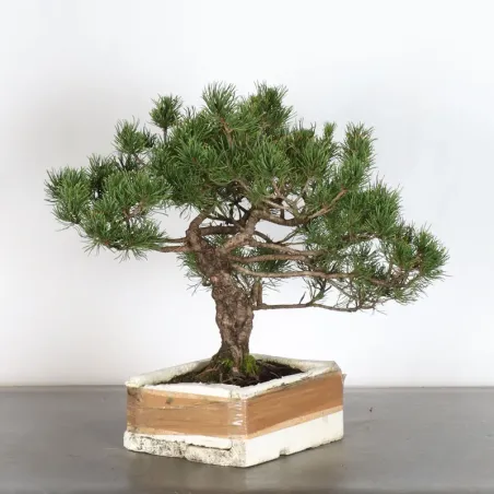 image supplémentaire - Prebonsai pin mugo n°10