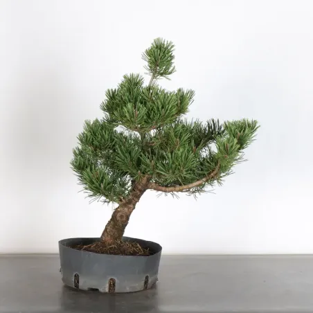 PREBONSAI PIN MUGO n°11