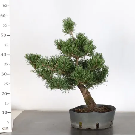 image supplémentaire - PREBONSAI PIN MUGO n°11