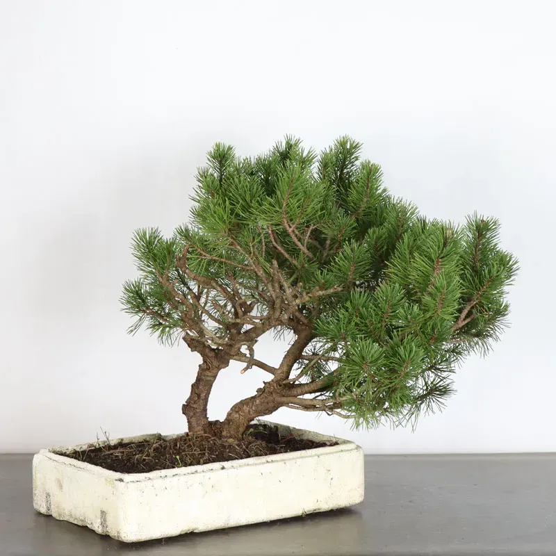 image supplémentaire - PREBONSAI PIN MUGO n°12
