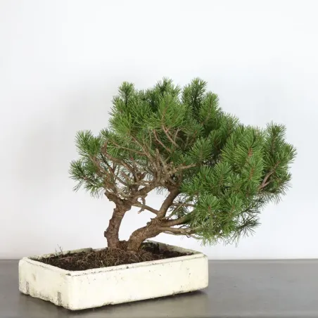 image supplémentaire - PREBONSAI "PINUS MUGO" n°12