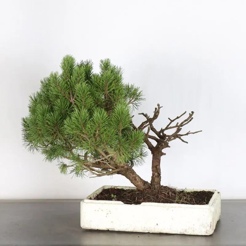 PREBONSAI PIN MUGO n°12