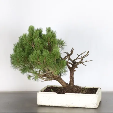 PREBONSAI PIN MUGO n°12