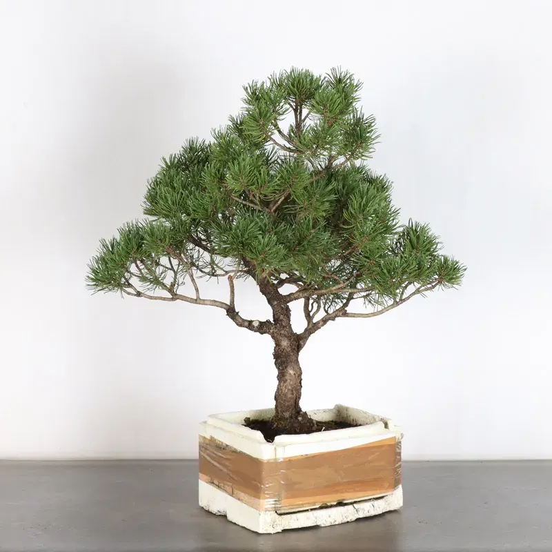 PREBONSAI PIN MUGO n°13