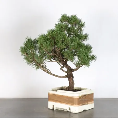 image supplémentaire - PREBONSAI PIN MUGO n°13