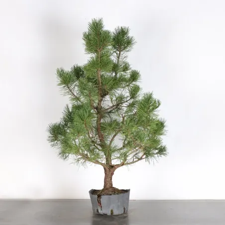 image supplémentaire - PREBONSAI PIN MUGO n°14